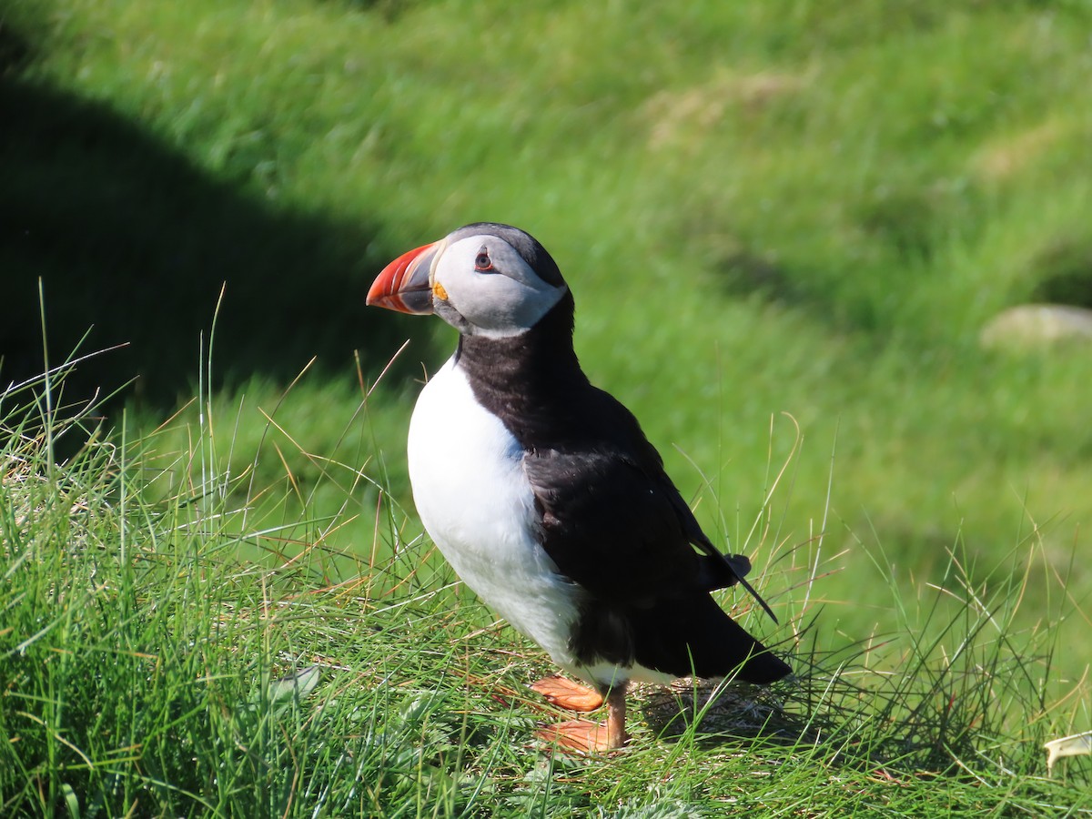 Lanperna-musu atlantikoa - ML646388688