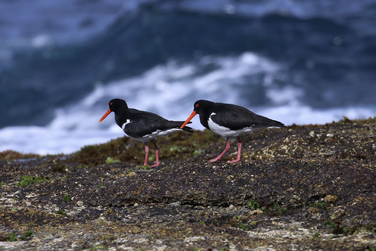 Pied Oystercatcher - ML646388689