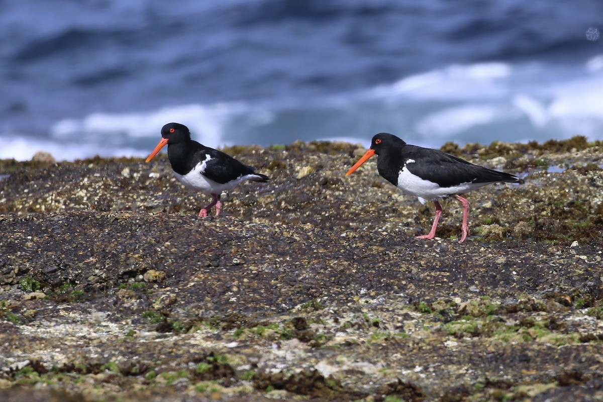 Pied Oystercatcher - ML646388690