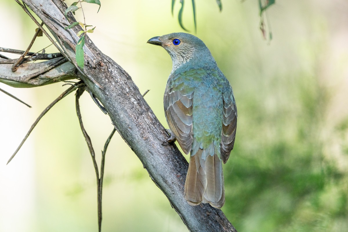 Satin Bowerbird - ML646388692