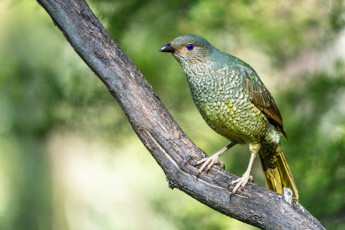 Satin Bowerbird - ML646388693