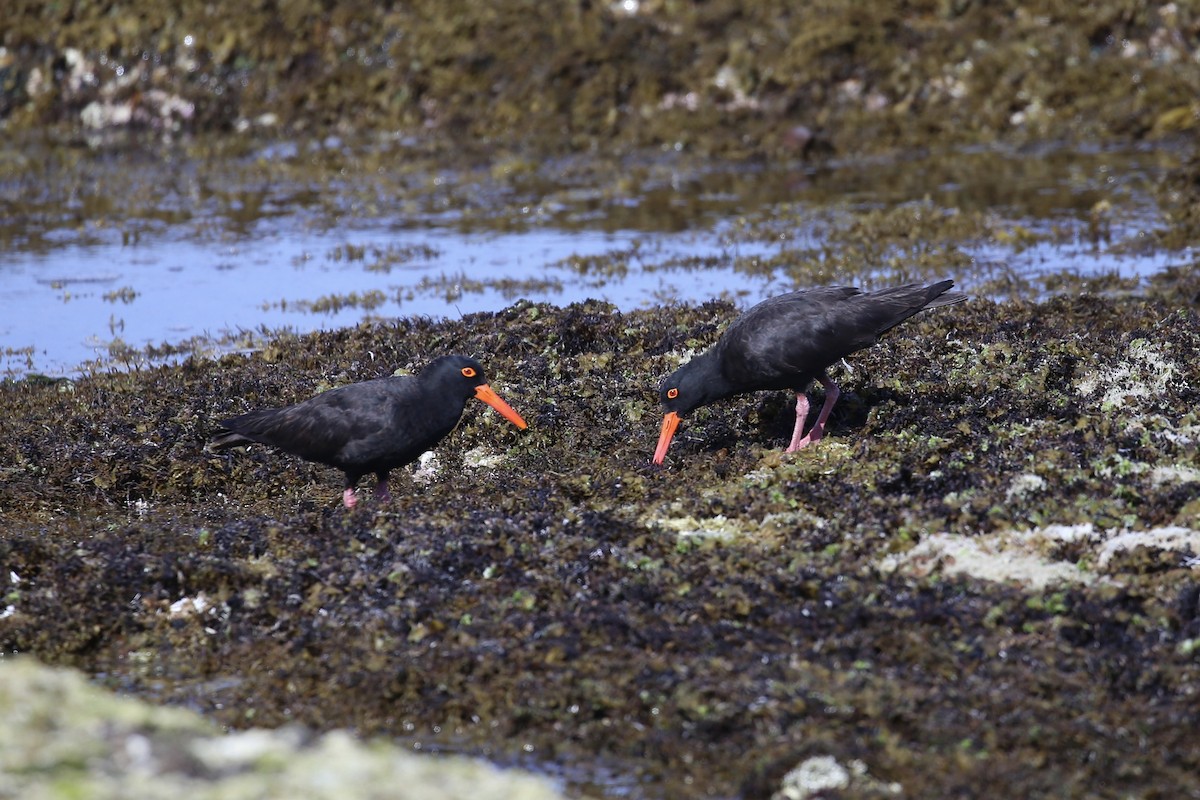 Sooty Oystercatcher - ML646388694