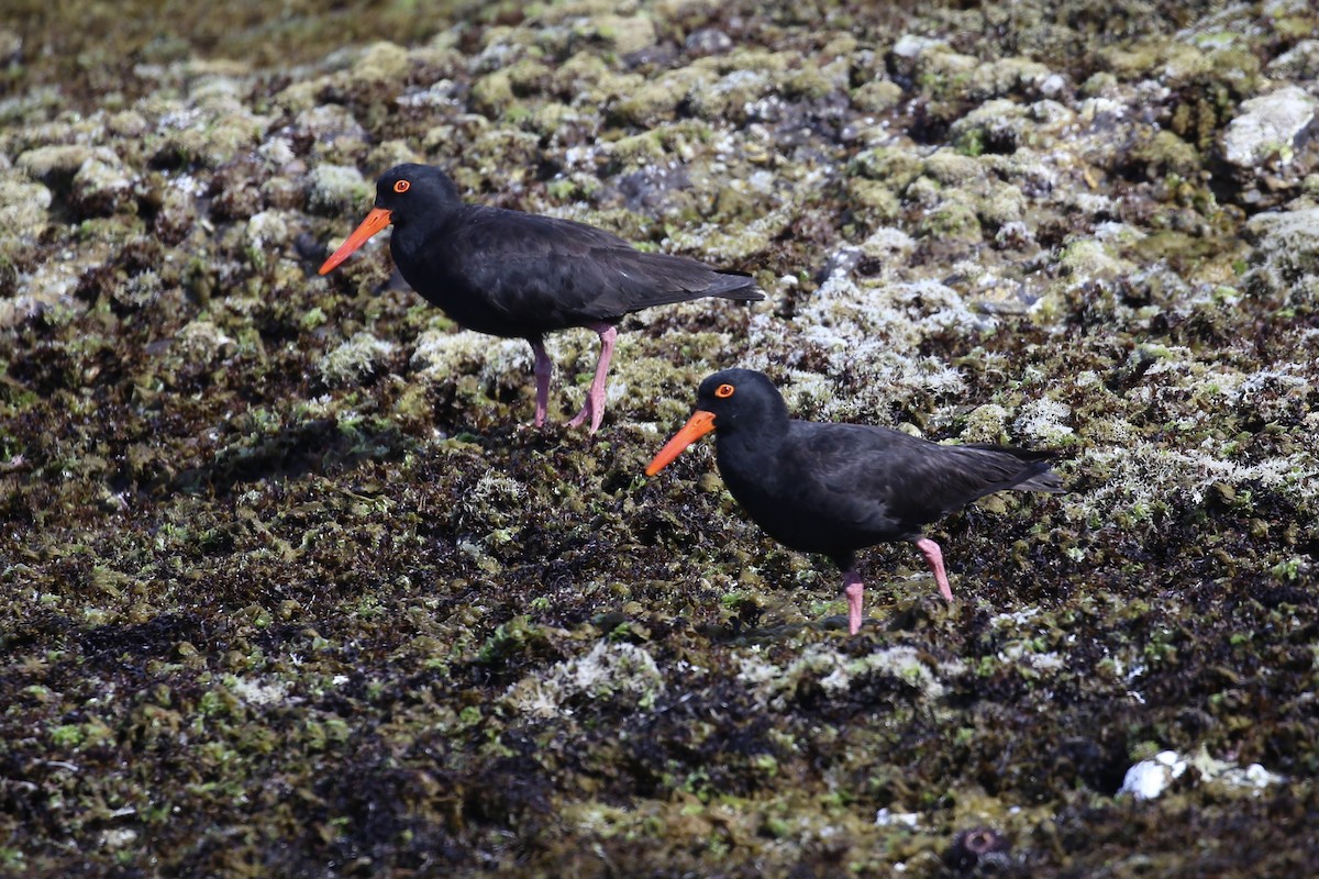 Sooty Oystercatcher - ML646388695