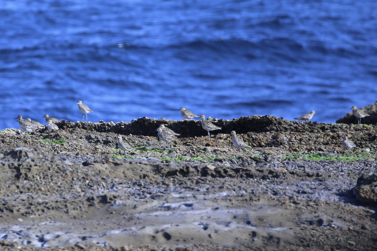 太平洋金斑鴴 - ML646388697