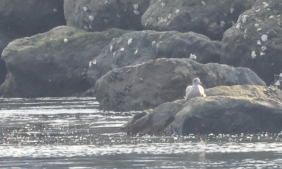 Glaucous-winged Gull - ML646388699