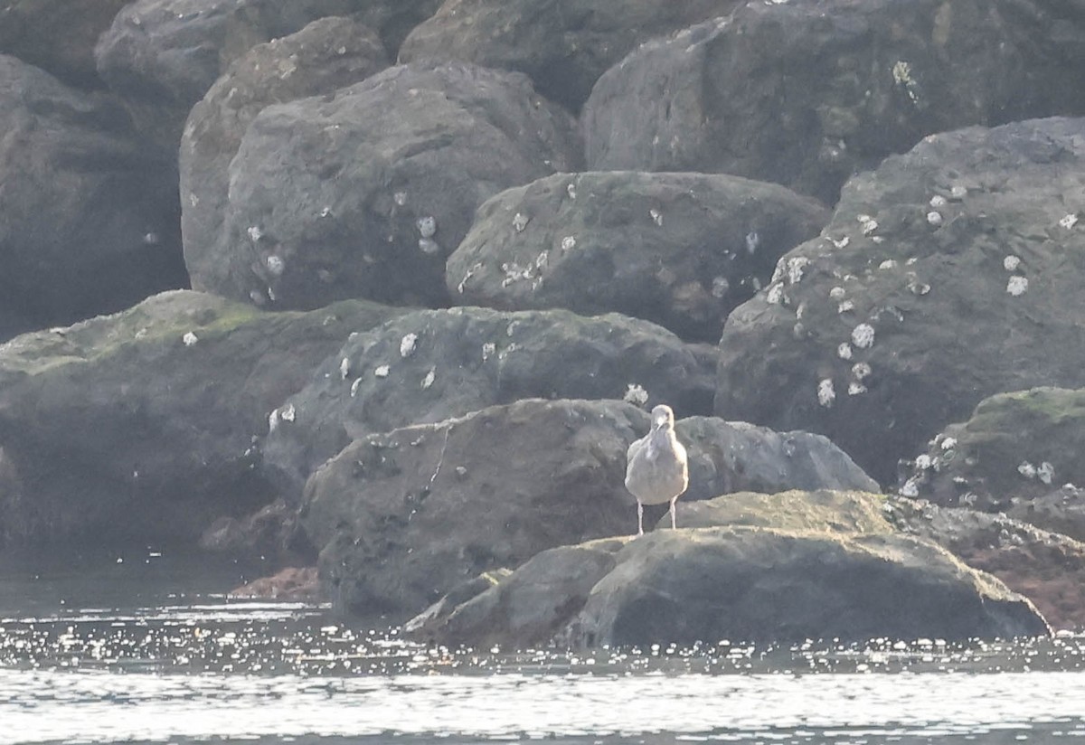 Glaucous-winged Gull - ML646388700
