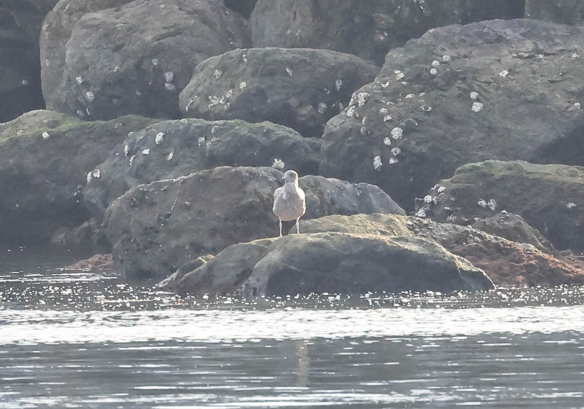 Glaucous-winged Gull - ML646388701