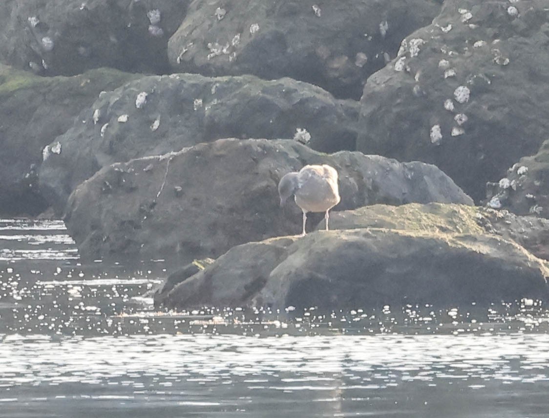 Glaucous-winged Gull - ML646388703