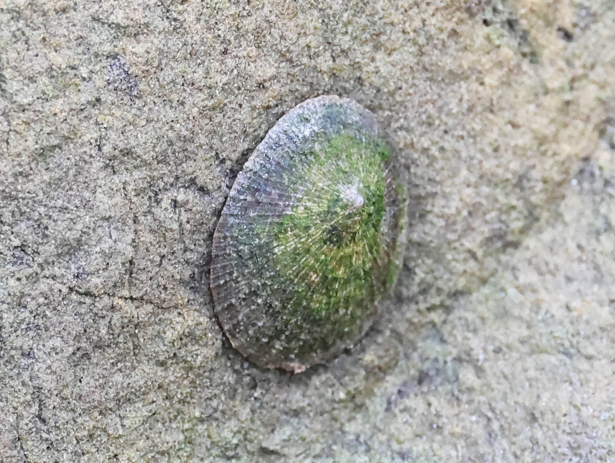 File Limpet - ML646388704