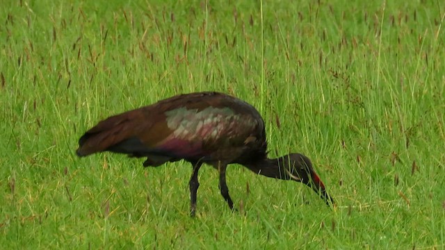 Hadada Ibis - ML646388705