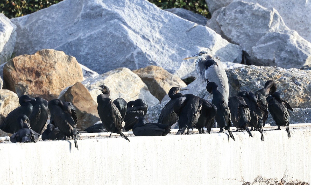 Brandt's Cormorant - ML646388708