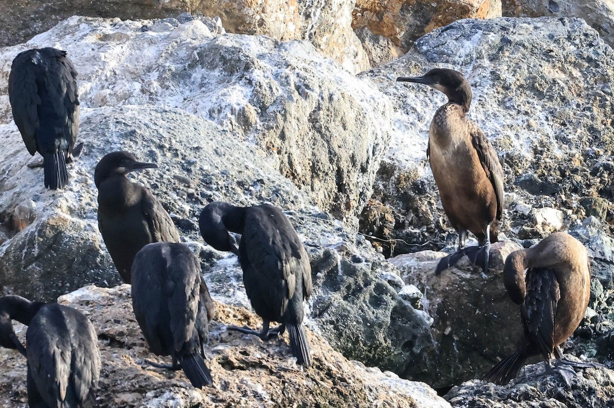 Brandt's Cormorant - ML646388709