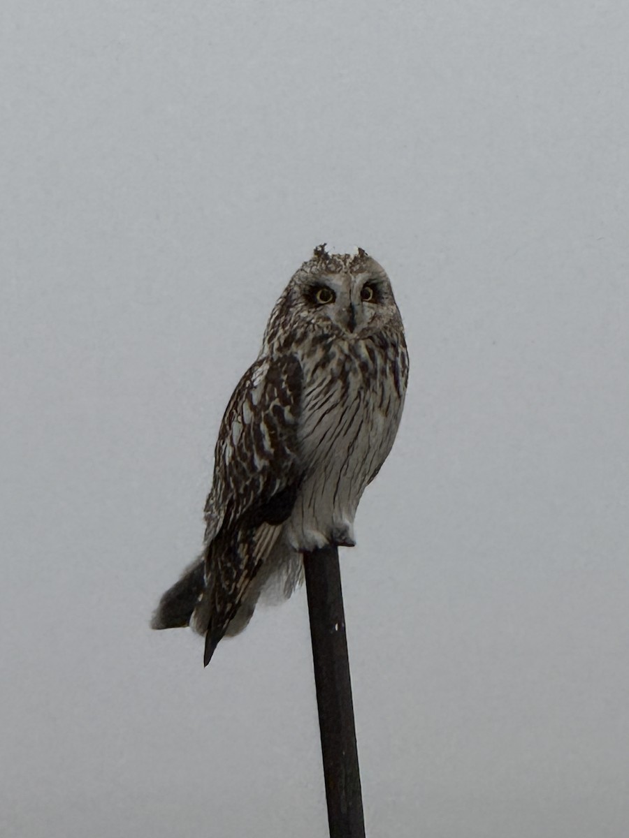 Short-eared Owl - ML646388712