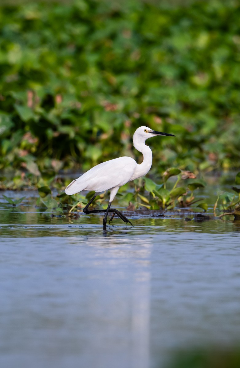 Little Egret - ML646388713