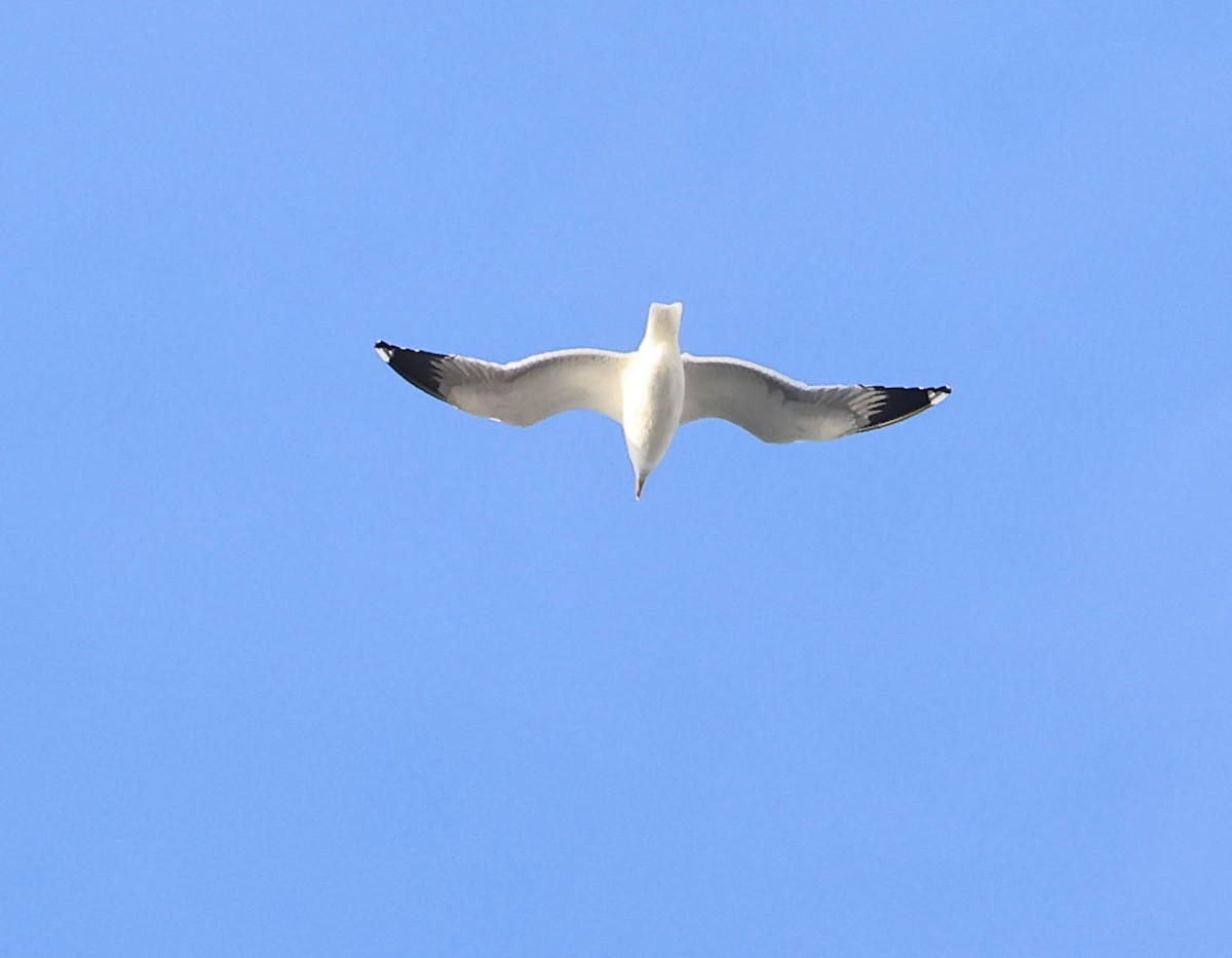 California Gull - ML646388715