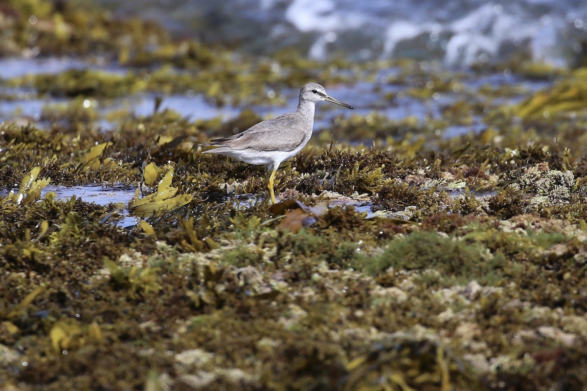 ביצנית אפורת-זנב - ML646388716