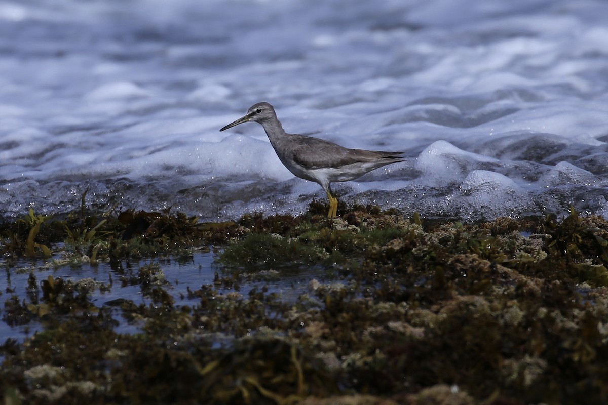 ביצנית אפורת-זנב - ML646388717