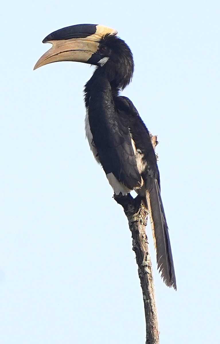 Malabar Pied-Hornbill - ML646388718