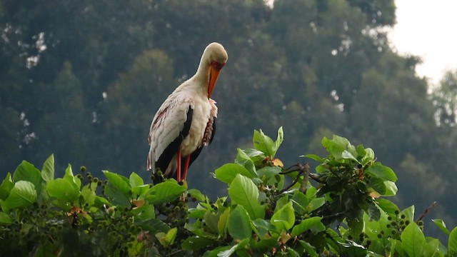 Tántalo Africano - ML646388719