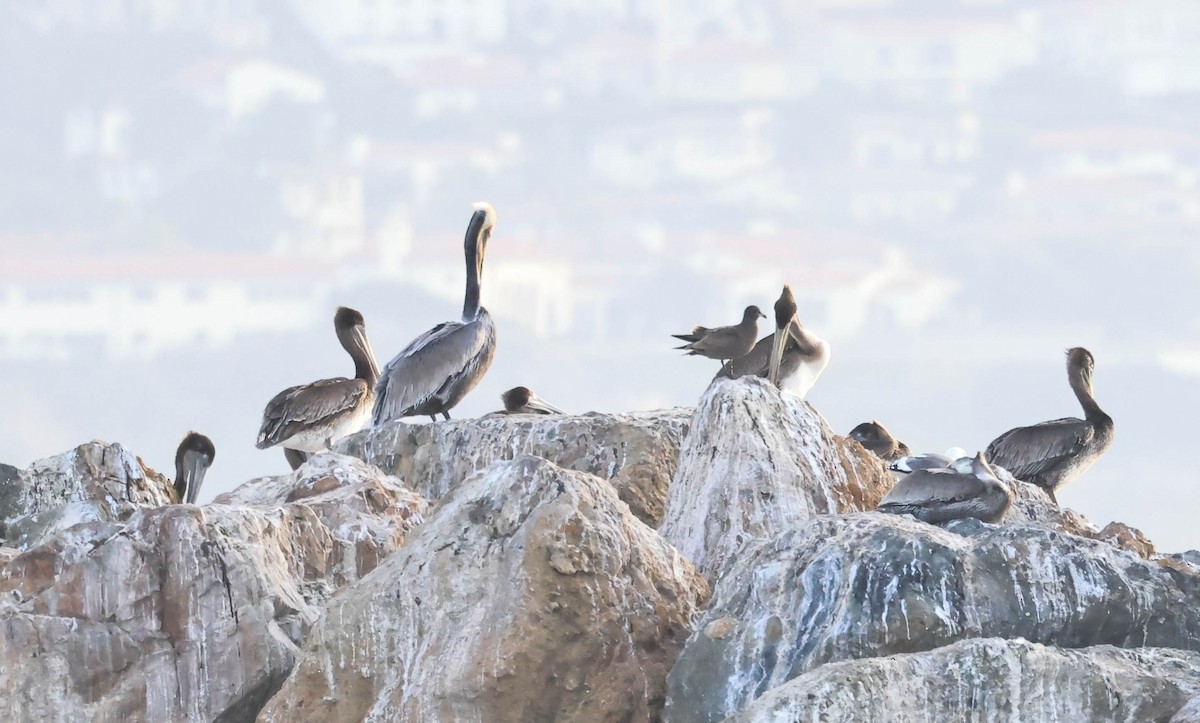Brown Pelican - ML646388720