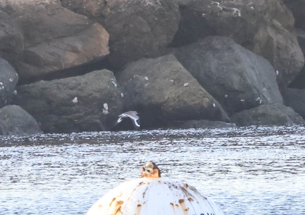 Willet - ML646388721