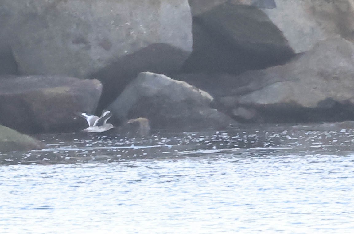 Willet - ML646388722