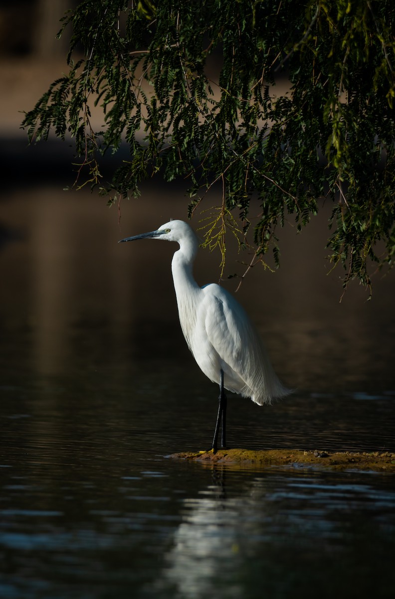 Little Egret - ML646388723