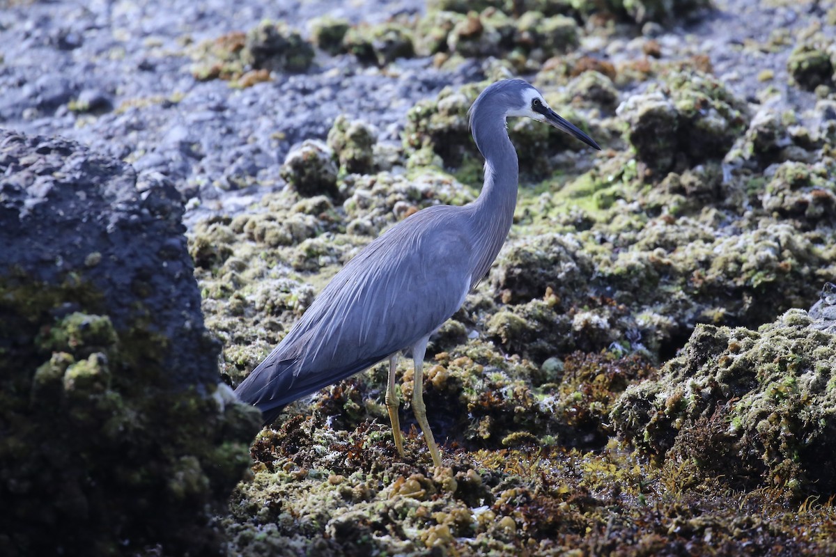 White-faced Heron - ML646388724