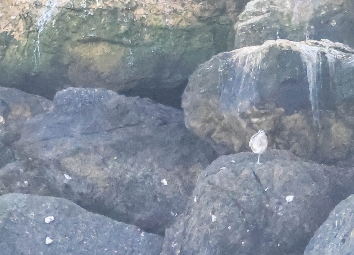 Hudsonian Whimbrel - ML646388725