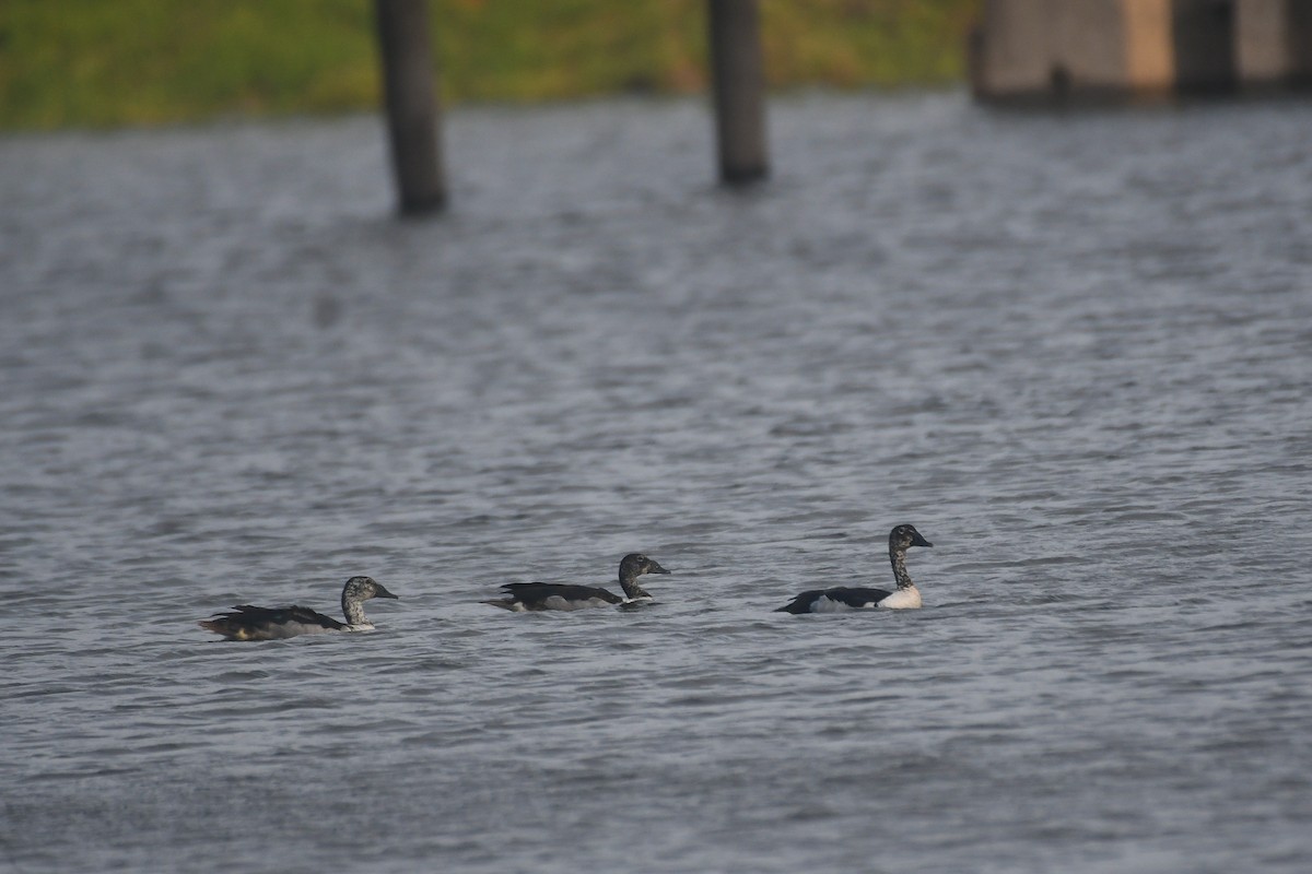 Knob-billed Duck - ML646388728