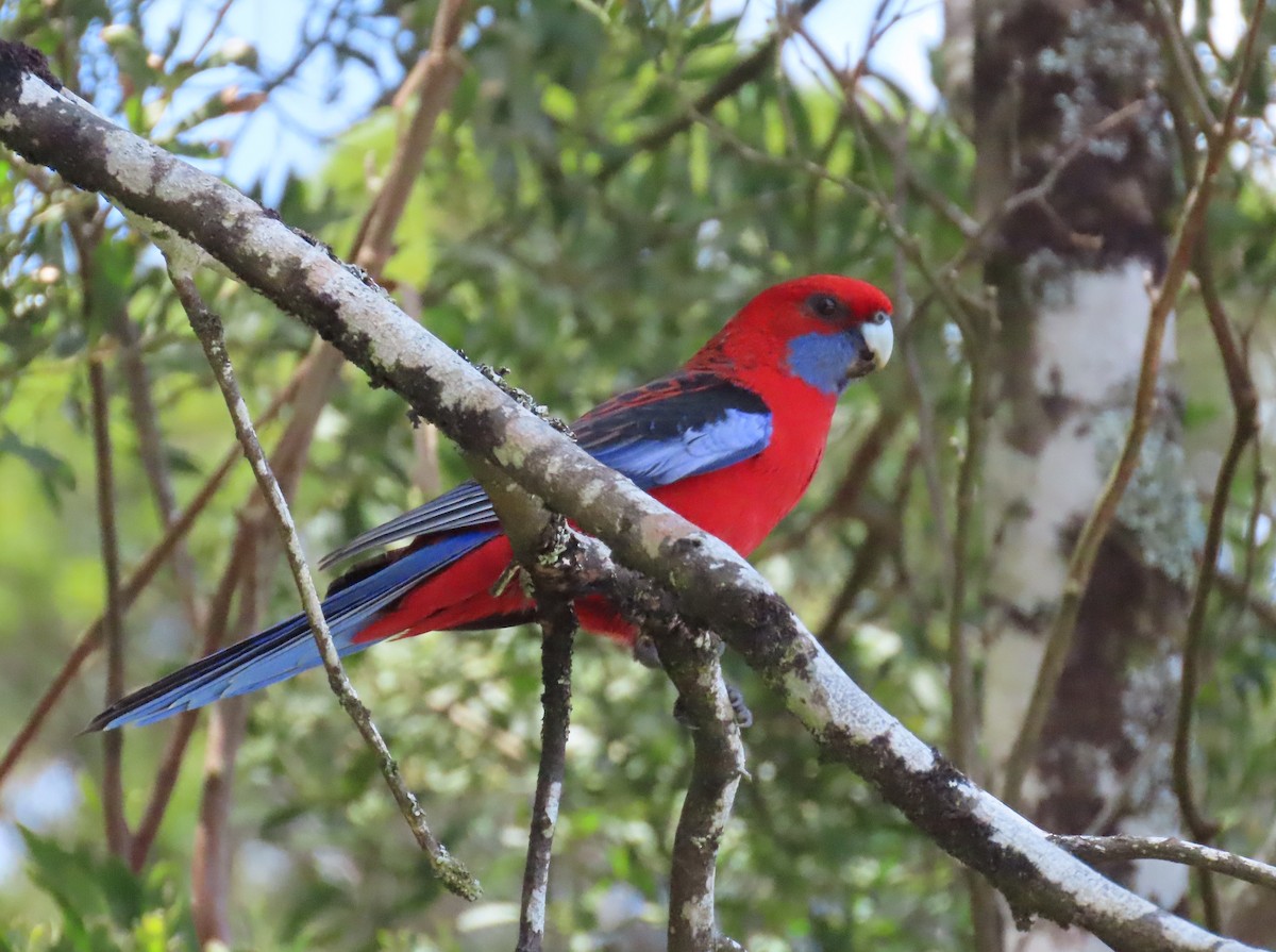 Crimson Rosella (Crimson) - ML646388729