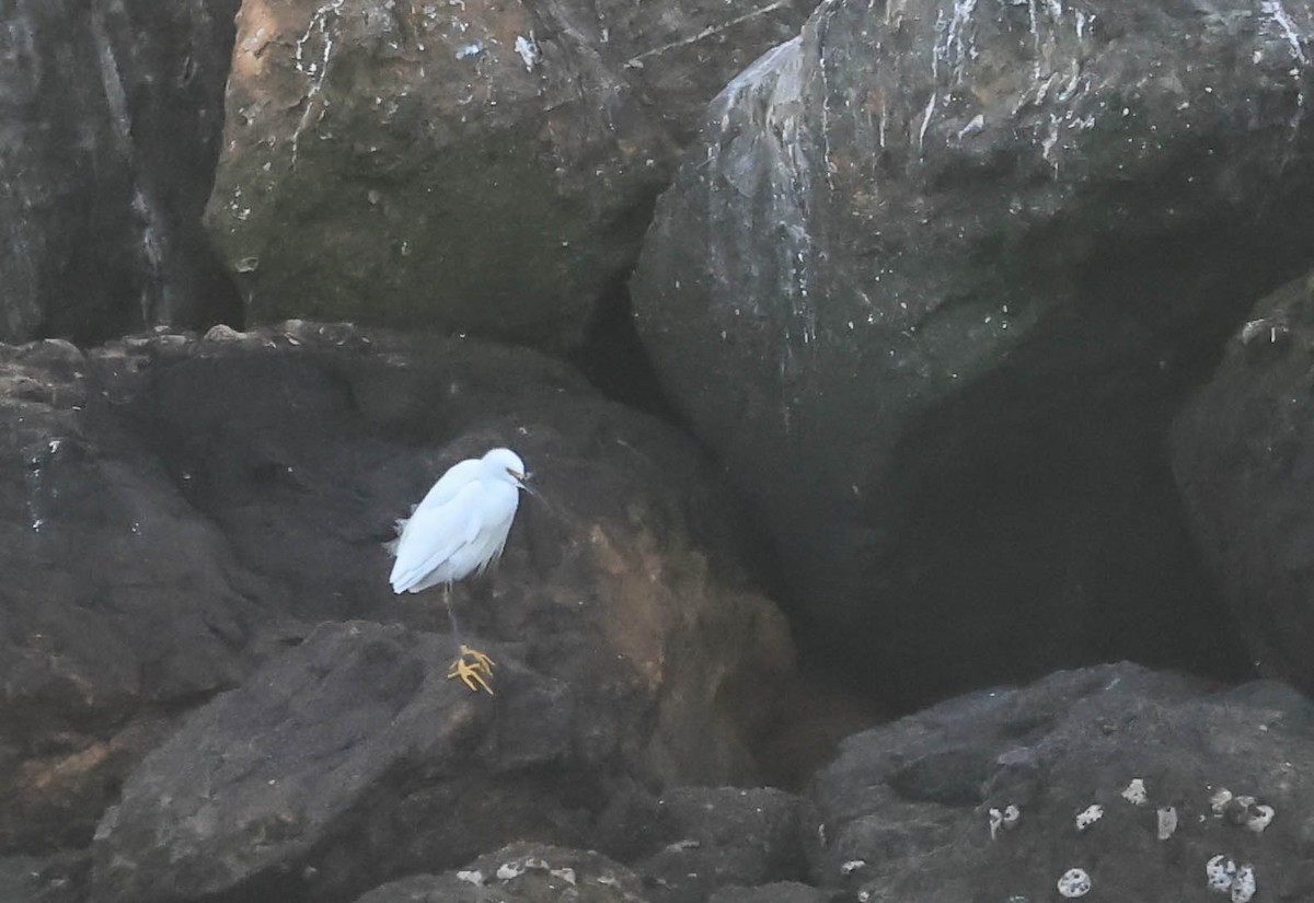 Snowy Egret - ML646388730