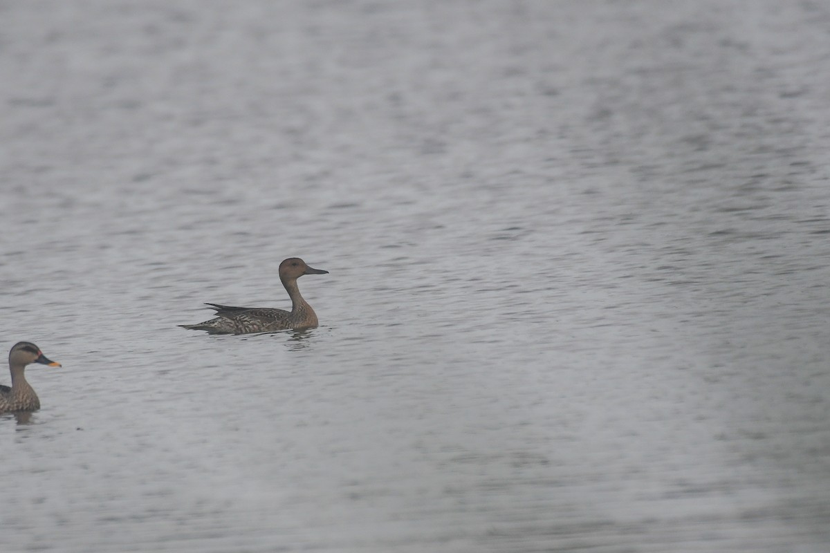 Spießente - ML646388733