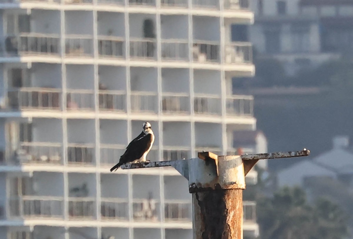 Osprey - ML646388735