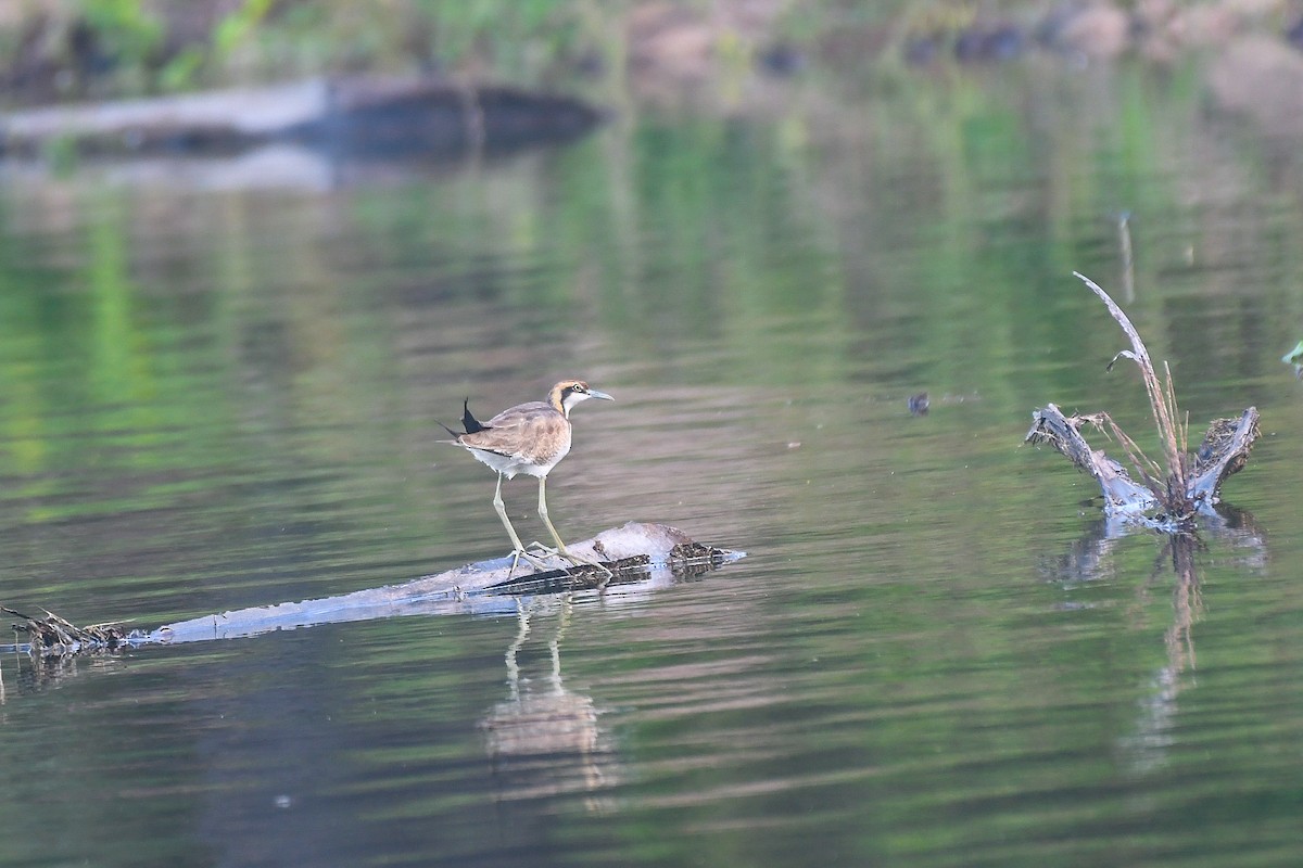 Fasanenblatthühnchen - ML646388737