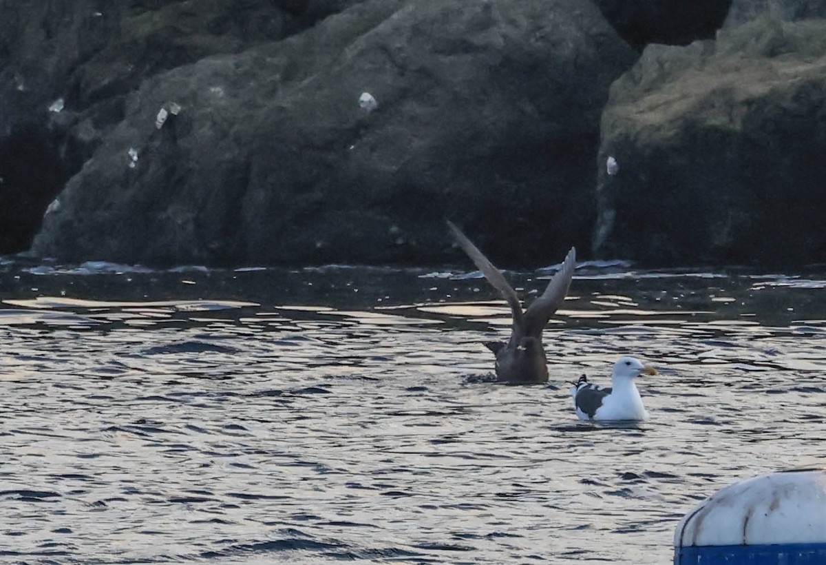 Heermann's Gull - ML646388739