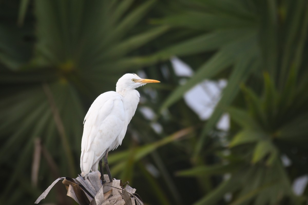 Koromandelkuhreiher - ML646388742