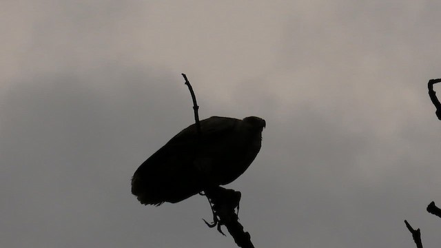 Buitre Palmero - ML646388744