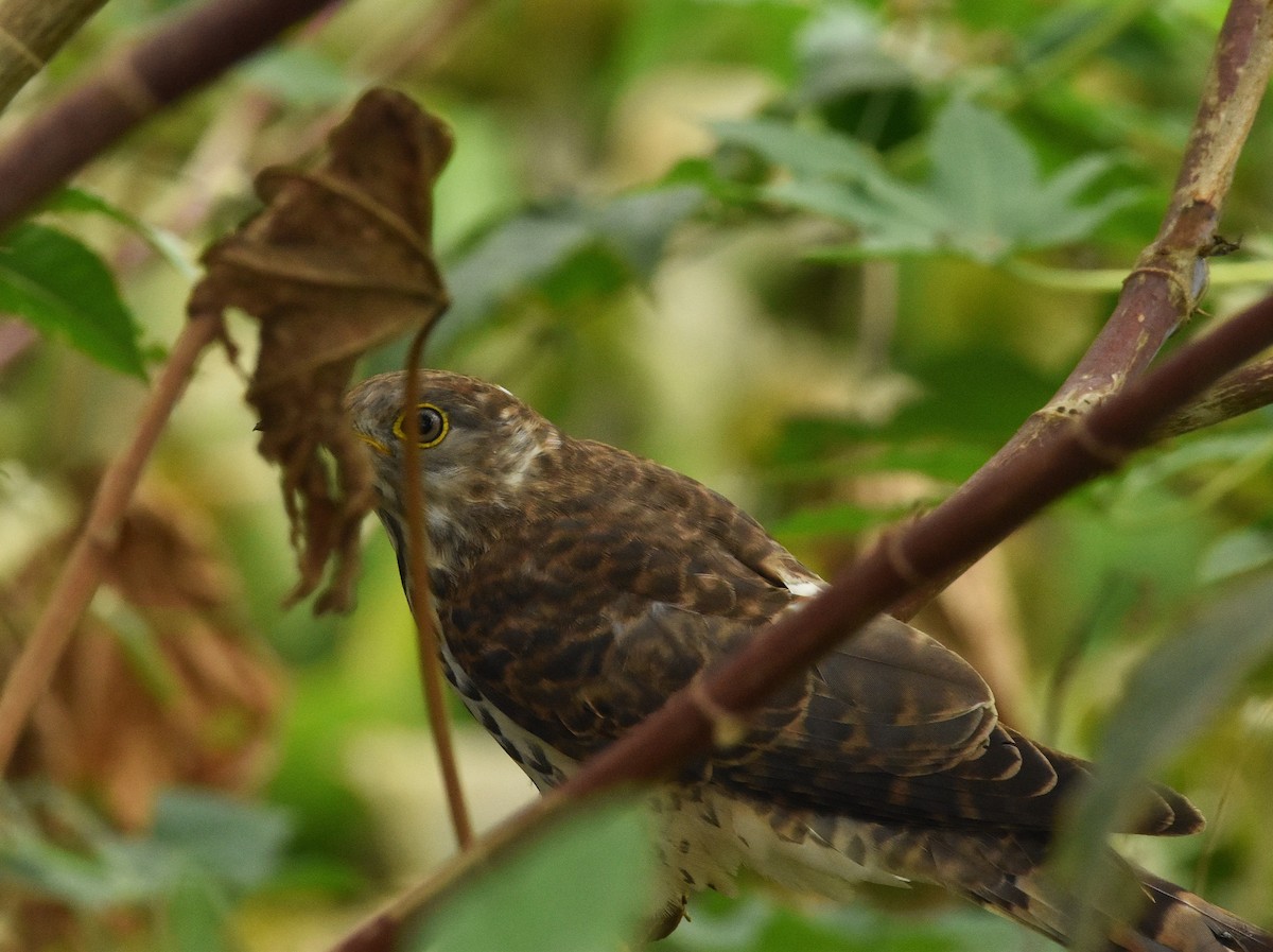 Common Hawk-Cuckoo - ML646388747