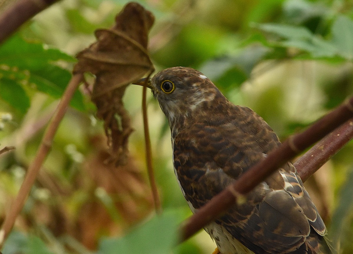 Cuco Chikra - ML646388748