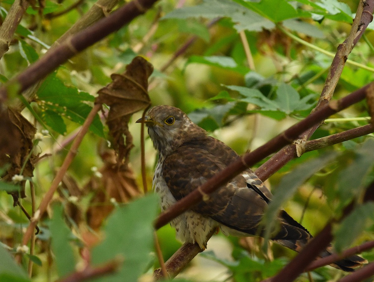 Common Hawk-Cuckoo - ML646388749