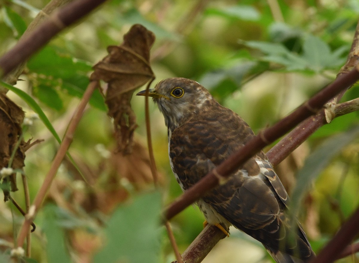 Common Hawk-Cuckoo - ML646388750