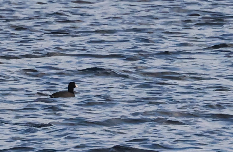 American Coot - ML646388751