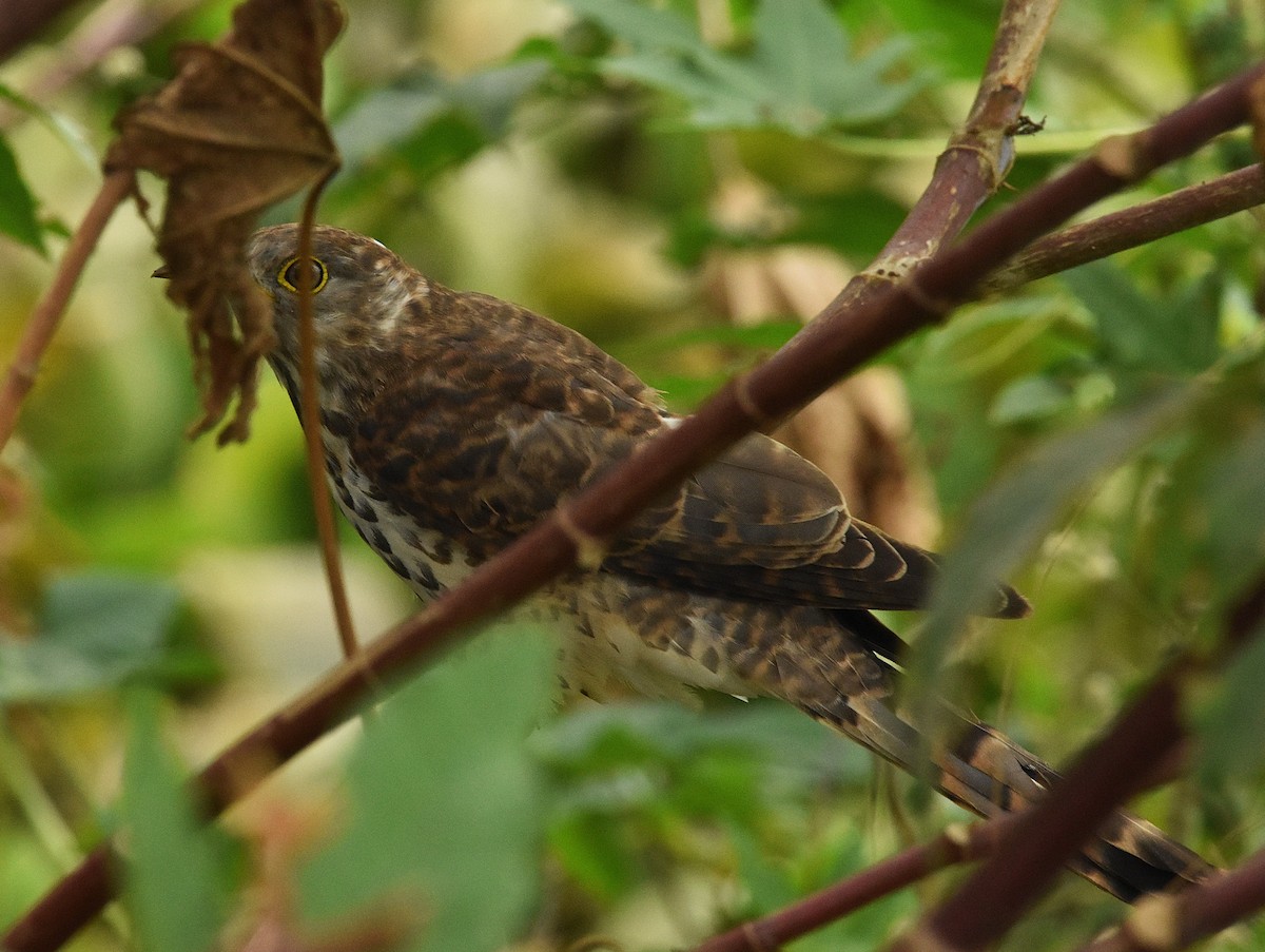 Common Hawk-Cuckoo - ML646388752