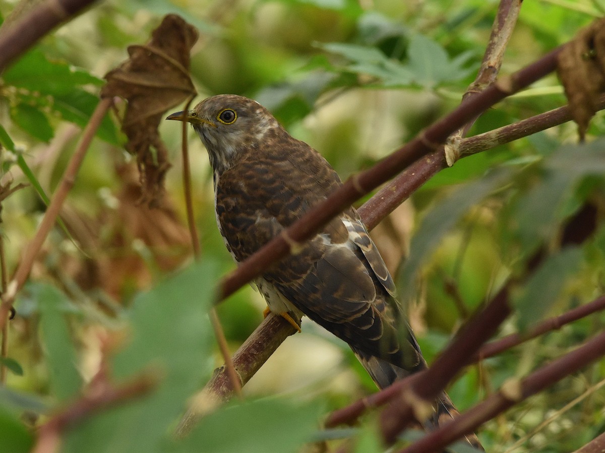 Common Hawk-Cuckoo - ML646388753