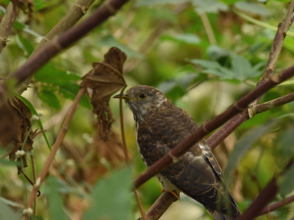 Common Hawk-Cuckoo - ML646388754