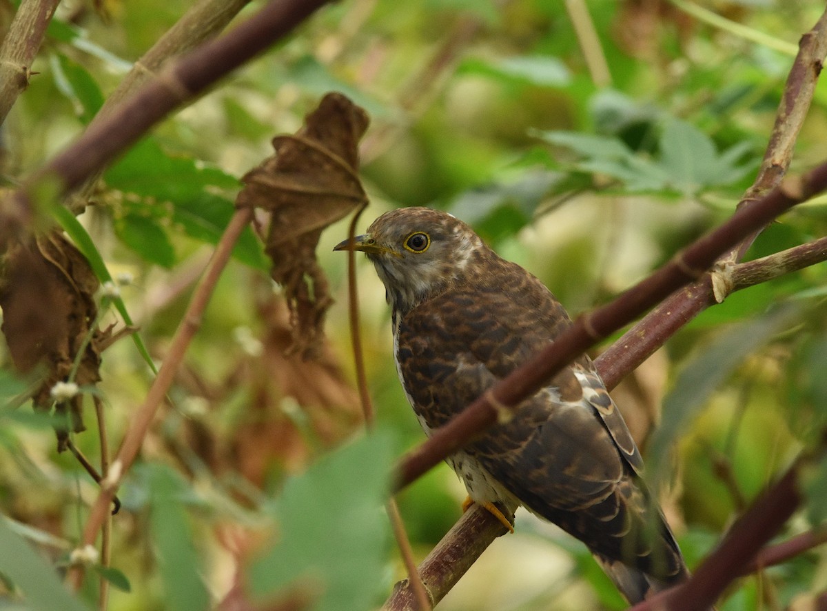 Common Hawk-Cuckoo - ML646388755