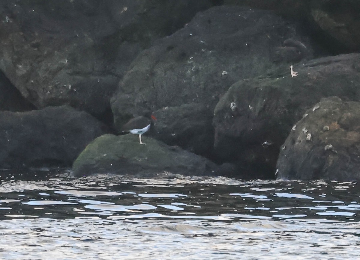 American x Black Oystercatcher (hybrid) - ML646388757