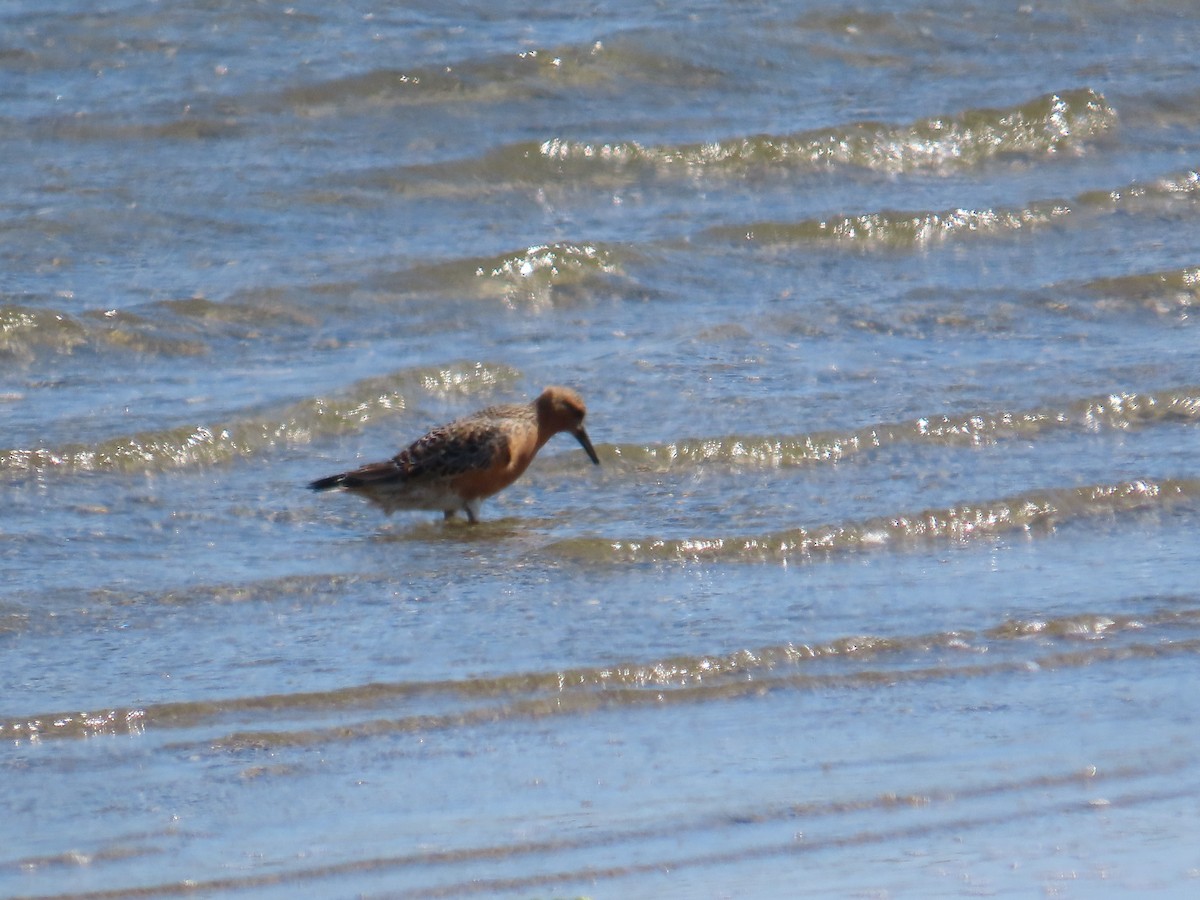 Correlimos Gordo - ML646388758