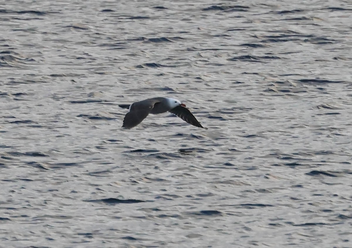 Gaviota Mexicana - ML646388759